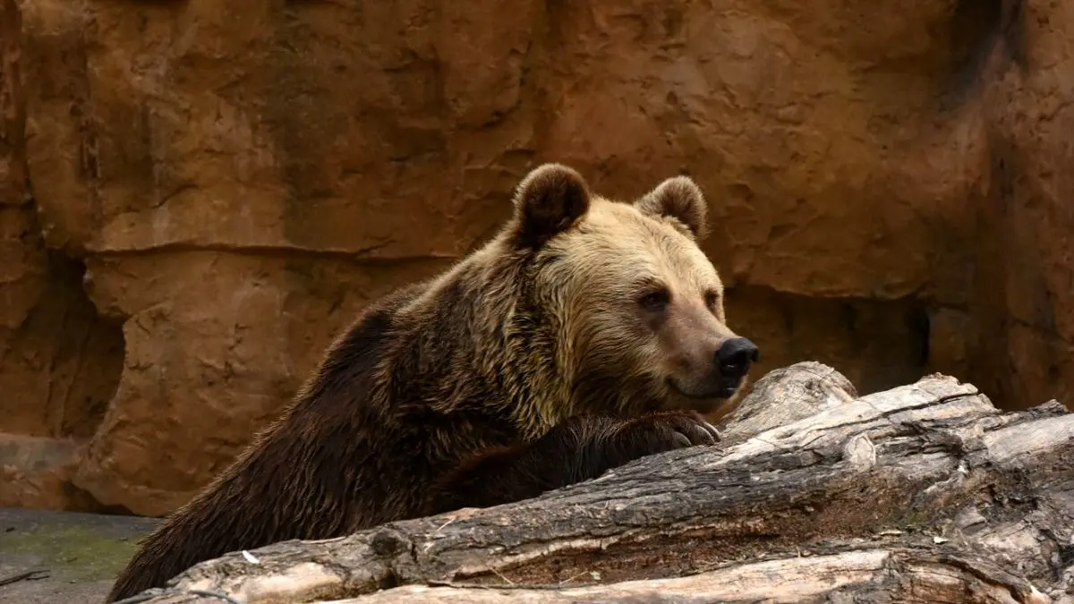 ماجراجویی توریست جوان در محدوده نگهداری خرس‌ها + ویدئو