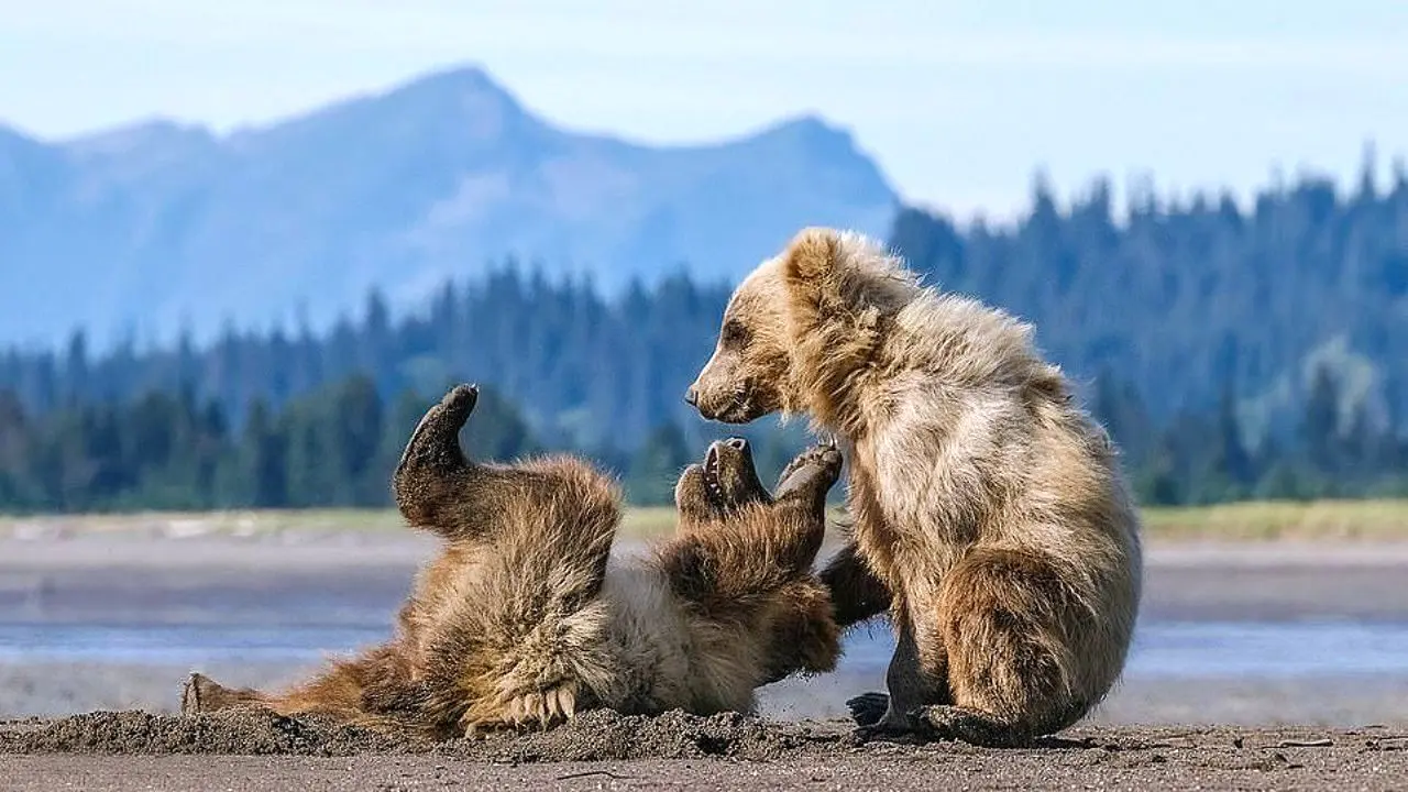 بازی توله خرس‌های قطبی