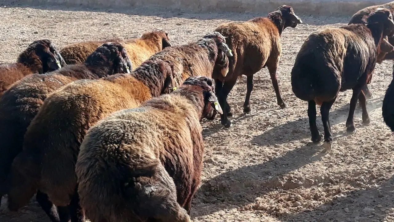 کاوش ژن‌های بزرگ اثر چندقلوزایی در نژادهای گوسفند بومی