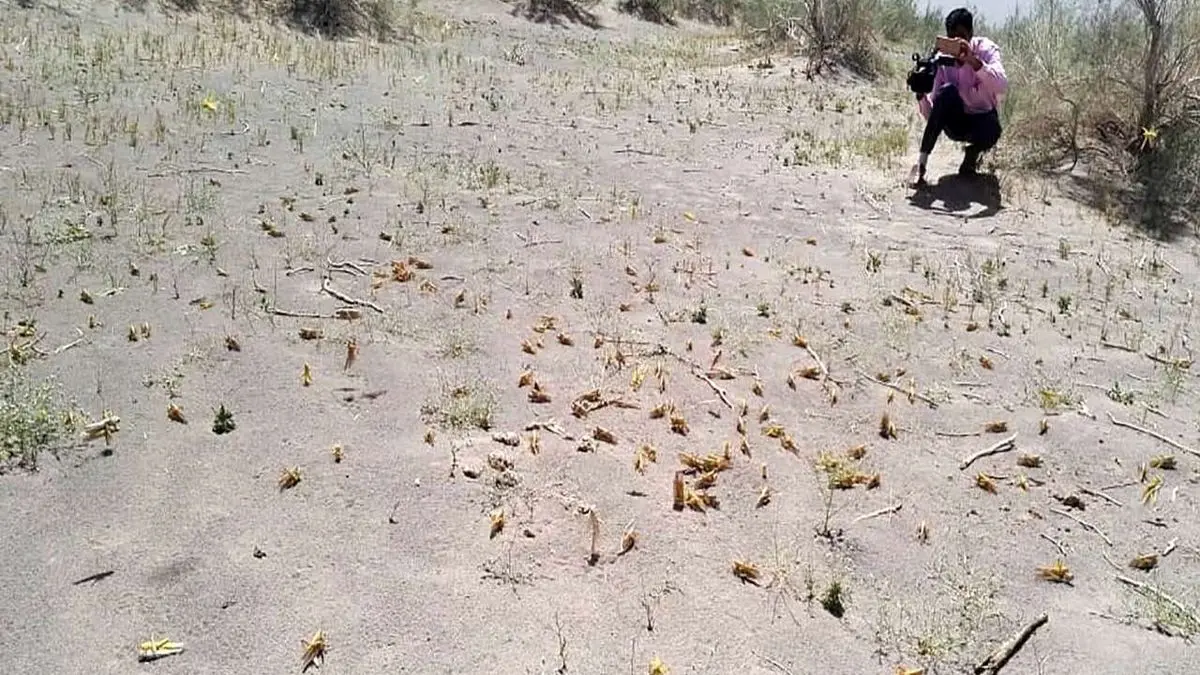 ملخ‌ها به منازل مردم در روستای محمدصالحی گناوه حمله کردند + ویدئو