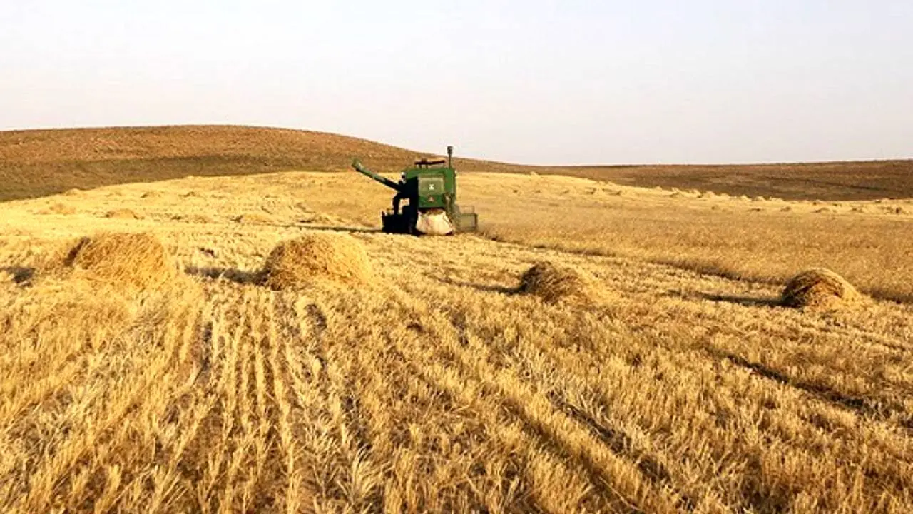 خرید 2.2 میلیون تن گندم از کشاورزان