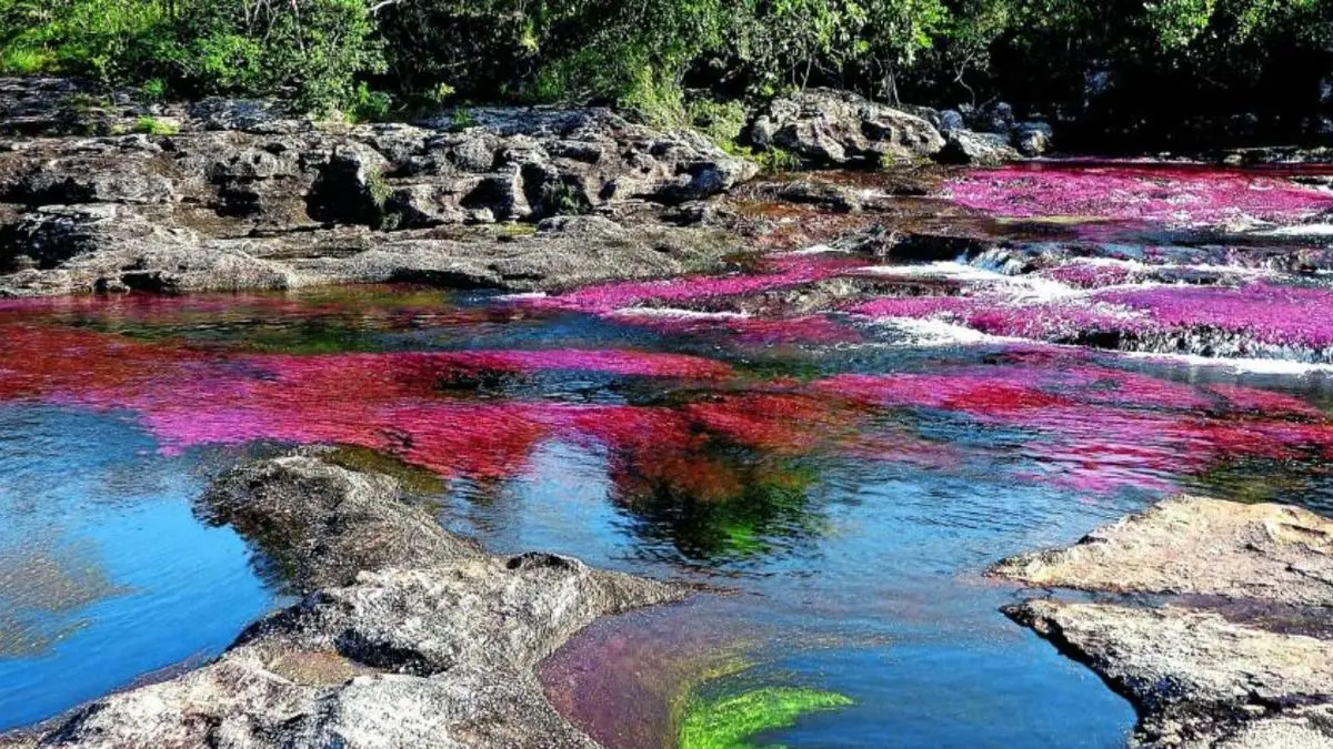 هم‌نشینی رنگ‌ها در رودخانه رنگین‌کمانی + ویدئو
