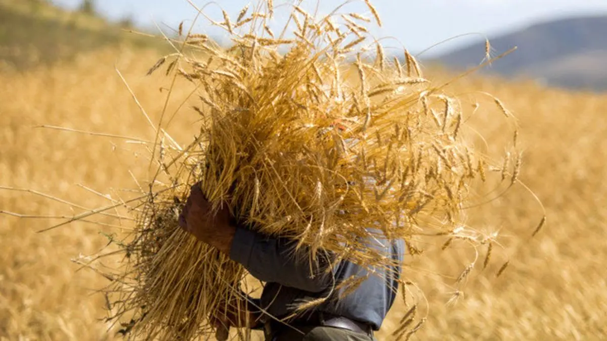 افزایش کیفیت گندم با عرضه در بورس کالا / دولت مقدمات را فراهم کند