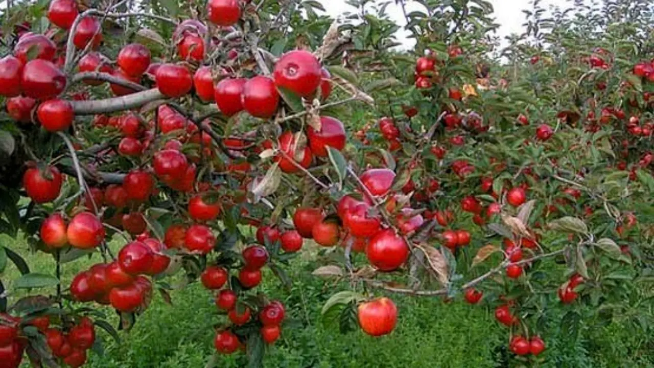 افزایش 30 درصدی تولید محصولات باغی/ قیمت سیب زمینی به زودی در بازار متعادل می‌شود