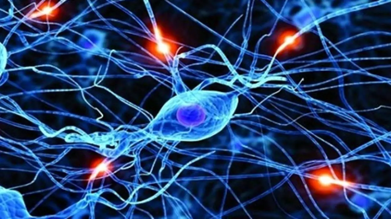 مغز بزرگسالان توانایی ساخت نورون دارد