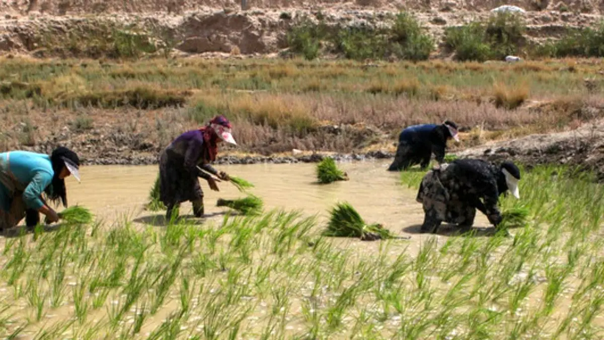 مصوبه محدودیت کشت برنج همچنان پابرجاست