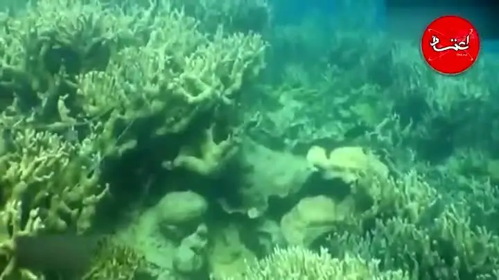 نابودی مرجان‌ها، مرگ خاموش اقیانوس‌ها/ وقتی انسان‌ها به طبیعت استرس می‌دهند
