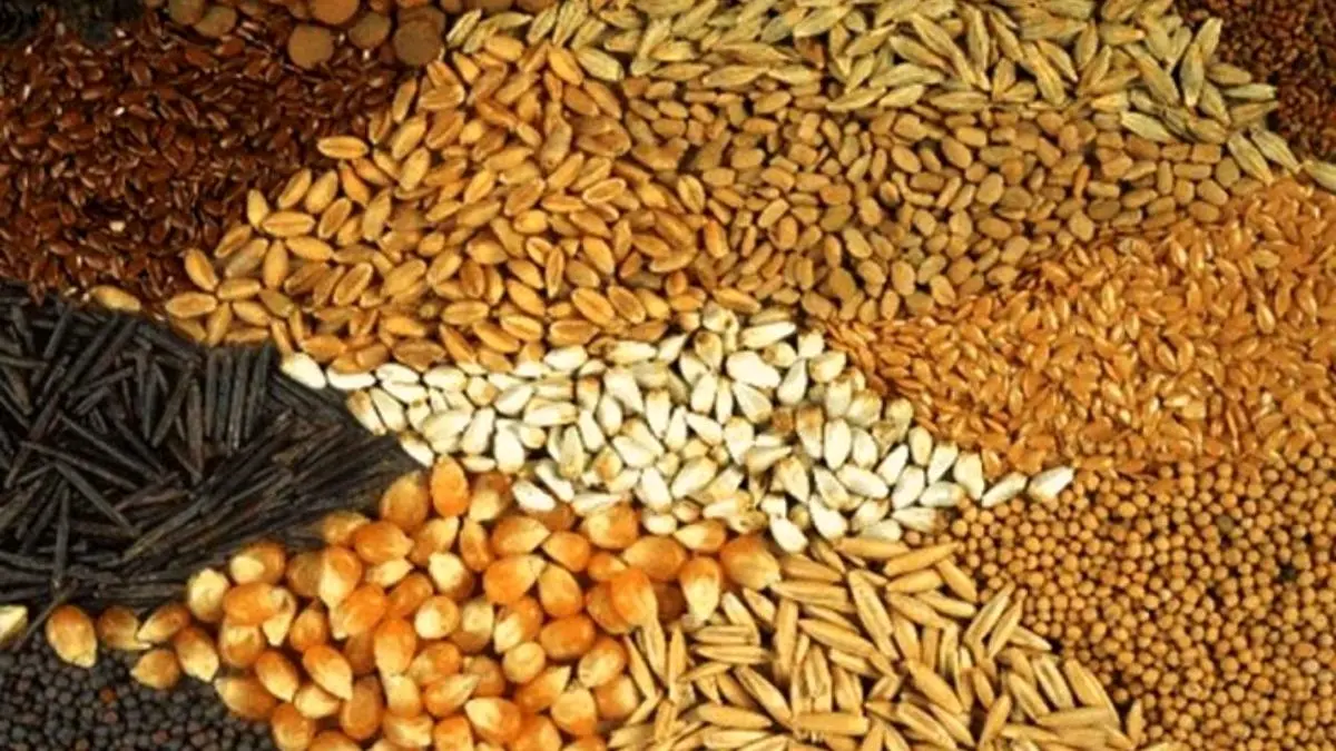 واردات نهاده‌های دامی با تولید خوراک دام از نیشکر کاهش می‌یابد