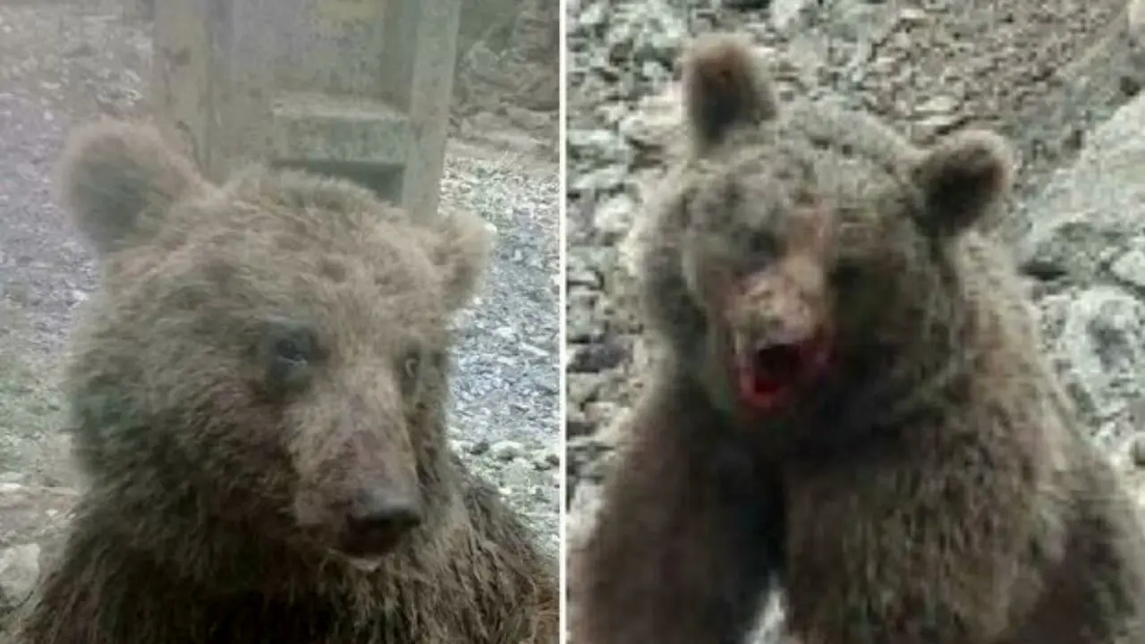 دستگیری یکی از ضاربان توله خرس تلف شده در سوادکوه