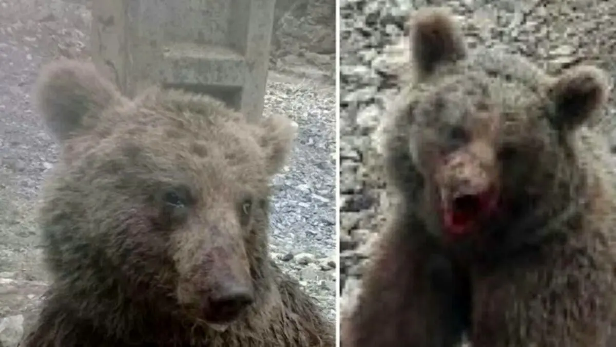 سلامت کامل روانی ضاربان توله خرس محرز شد