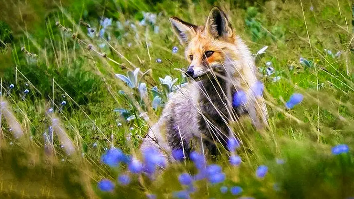 روباه ایرانی + عکس