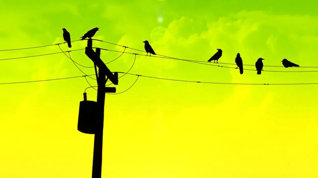 چرا پرندگان دچار برق‌گرفتگی نمی‌شوند؟ + ویدئو