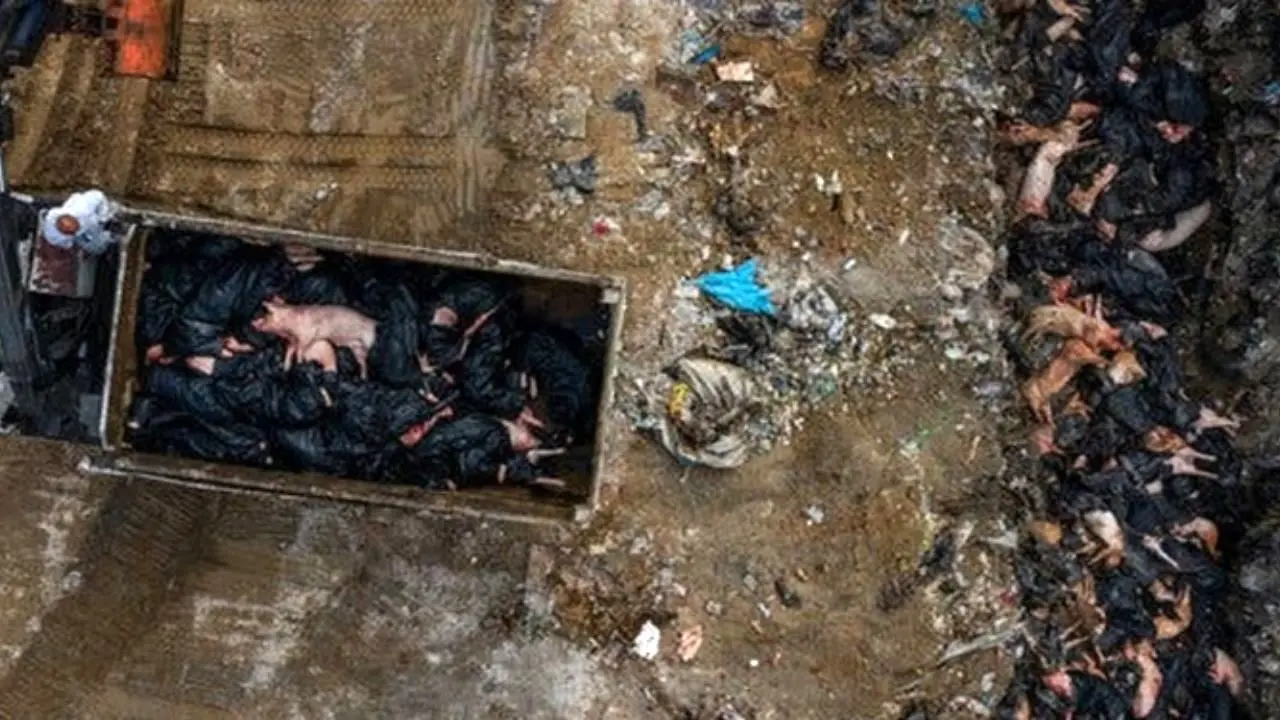 نگرانی درباره کمبود غذا با فراگیر شدن بزرگ‌ترین اپیدمی تب خوکی تاریخ در چین