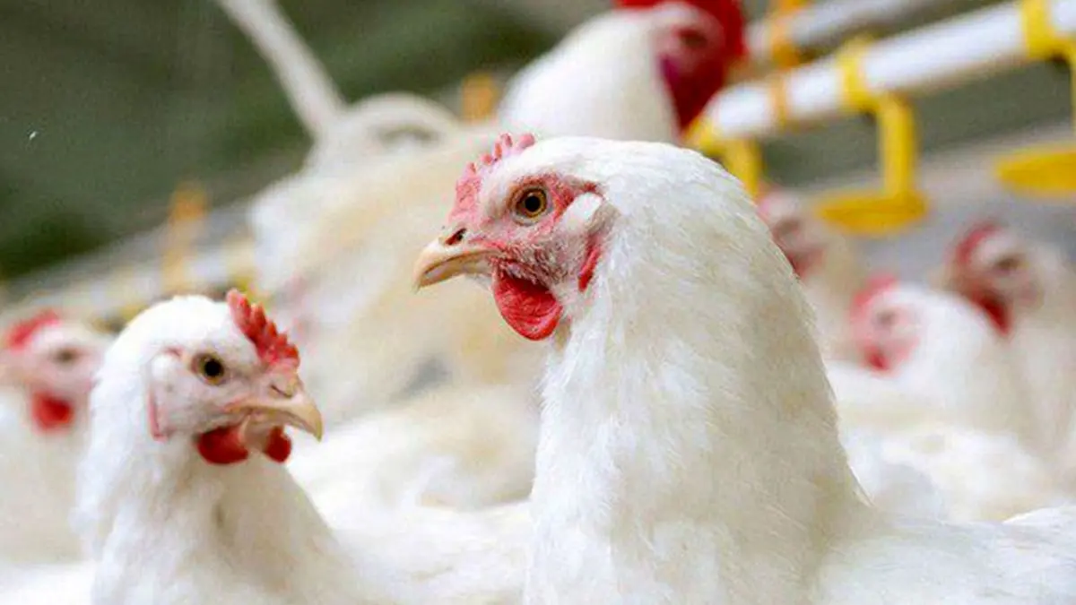 تولیدکنندگان مرغ ضرر می‌دهند