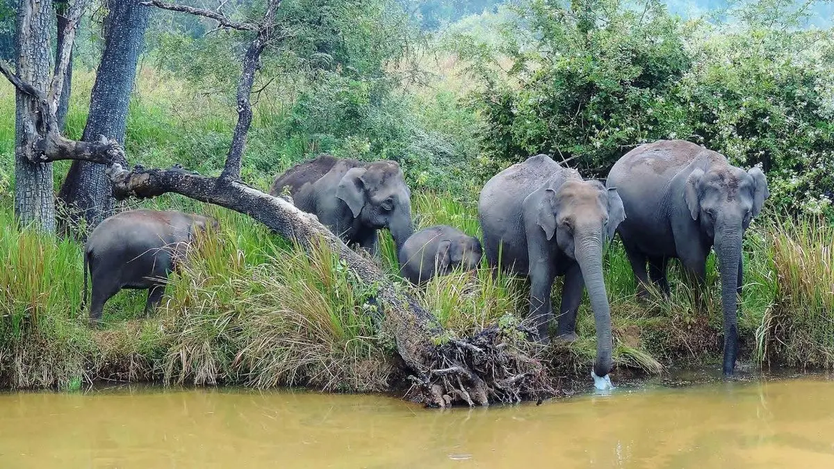 فیل‌های عصبانی به ماشین‌ها در پارک ملی حمله کردند + ویدئو
