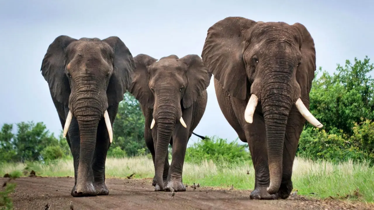 اعتراض فیل آفریقایی به عکسبرداری گردشگر آمریکایی + ویدئو