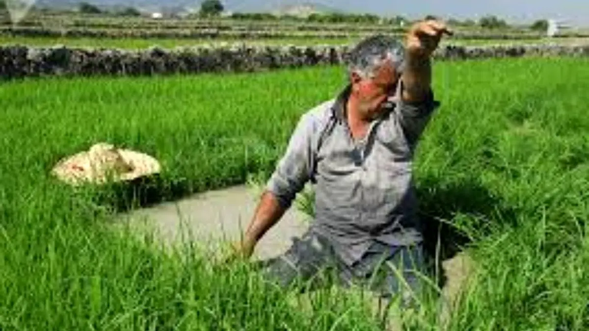 14 محصول جایگزین کشت برنج معرفی شد