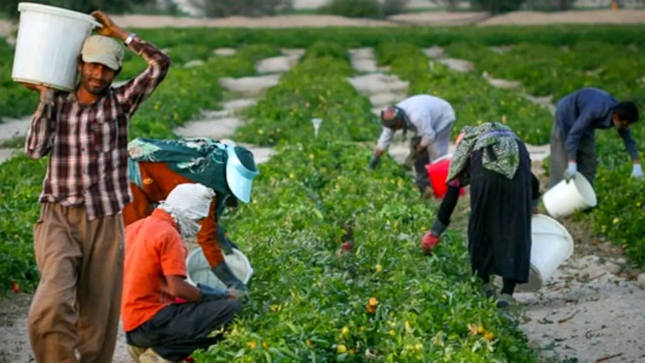 اختلاف 35 هزارتومانی مزد روزانه کارگران مرد و زن در مشاغل کشاورزی