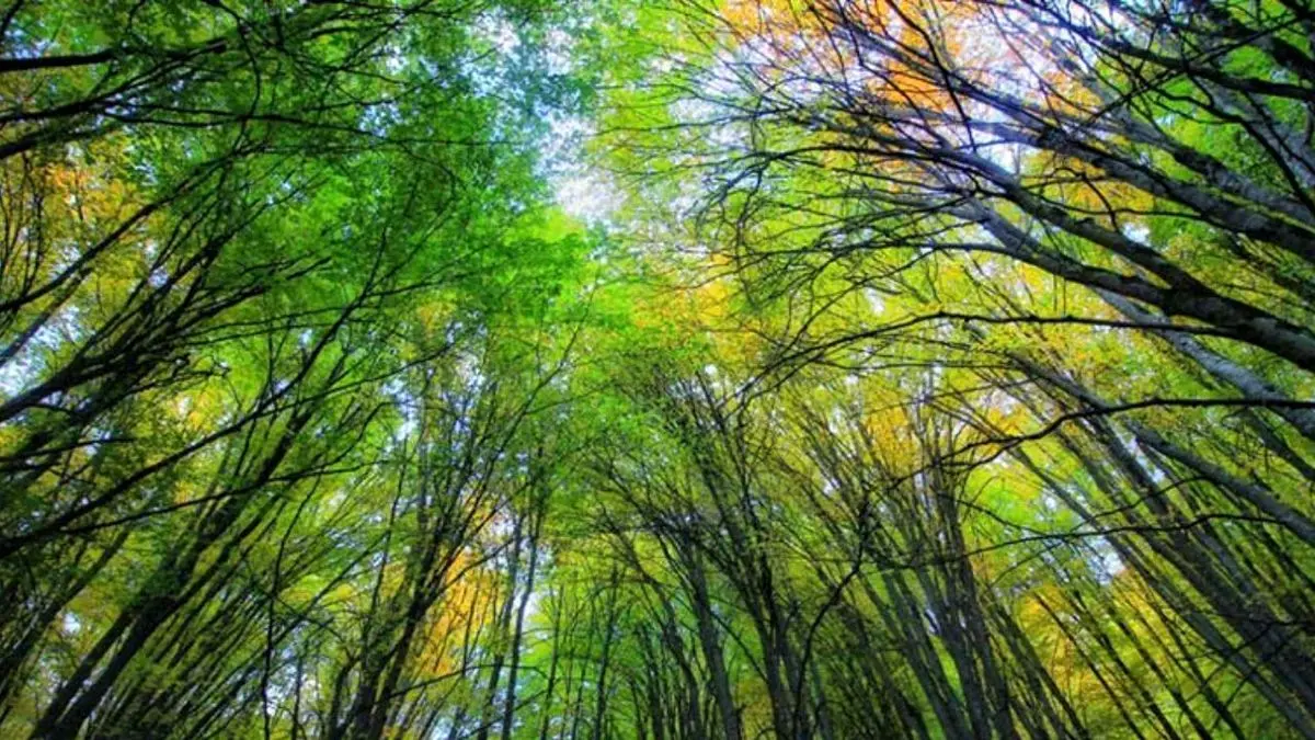 چرا شادی ثبت جهانی جنگل‌های هیرکانی در نطفه خفه شد؟/ جنگل‌خواری، سد لاسک و بی‌توجهی مدیران مثلث تهدیدکننده محیط‌زیست