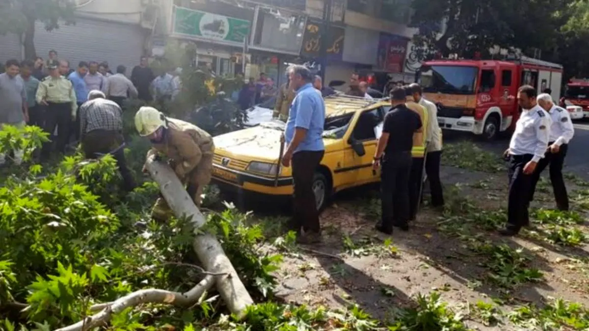سقوط درخت چنار در یکی از خیابان‌های پایتخت+ عکس