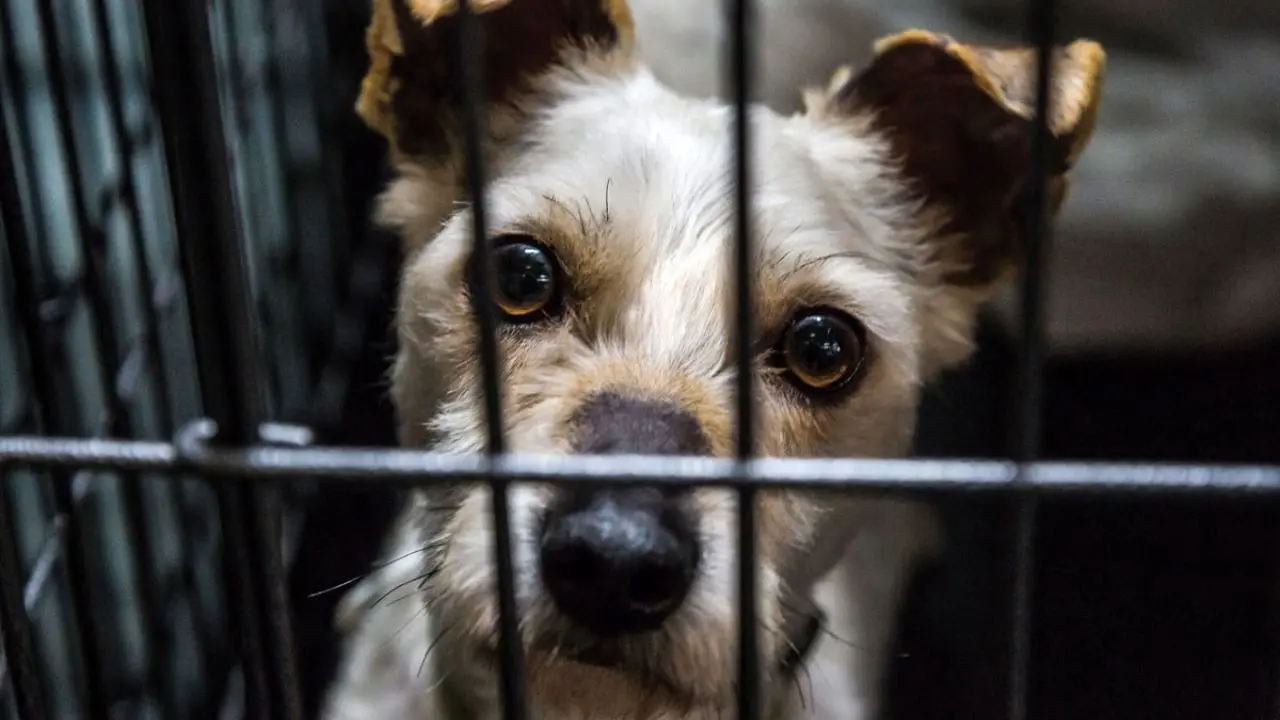 برگزاری تظاهرات ضد«سگ‌خوری» در کره‌جنوبی + ویدئو