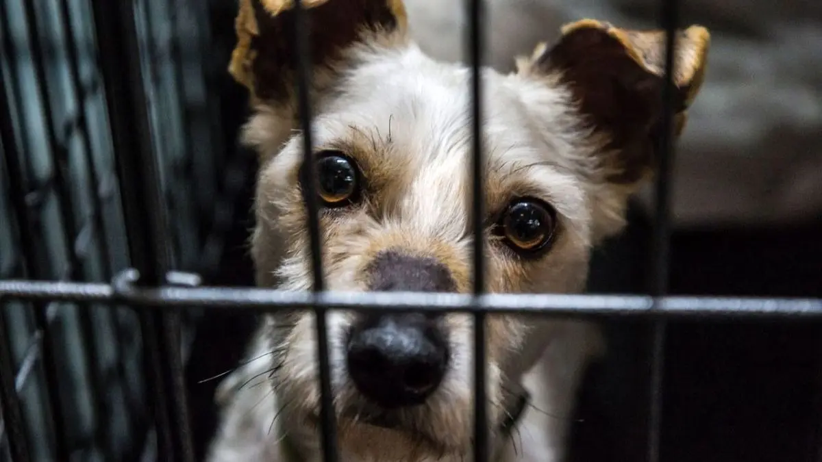 برگزاری تظاهرات ضد«سگ‌خوری» در کره‌جنوبی + ویدئو