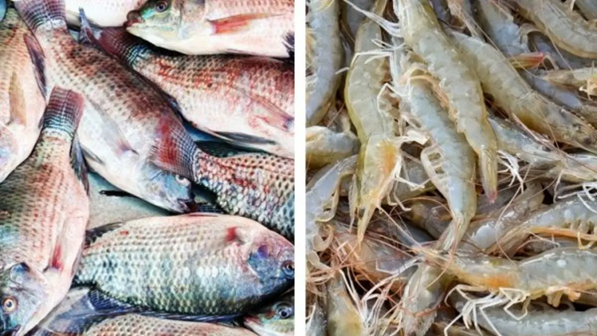 آخرین قیمت انواع ماهی و میگو در میادین میوه و تره بار