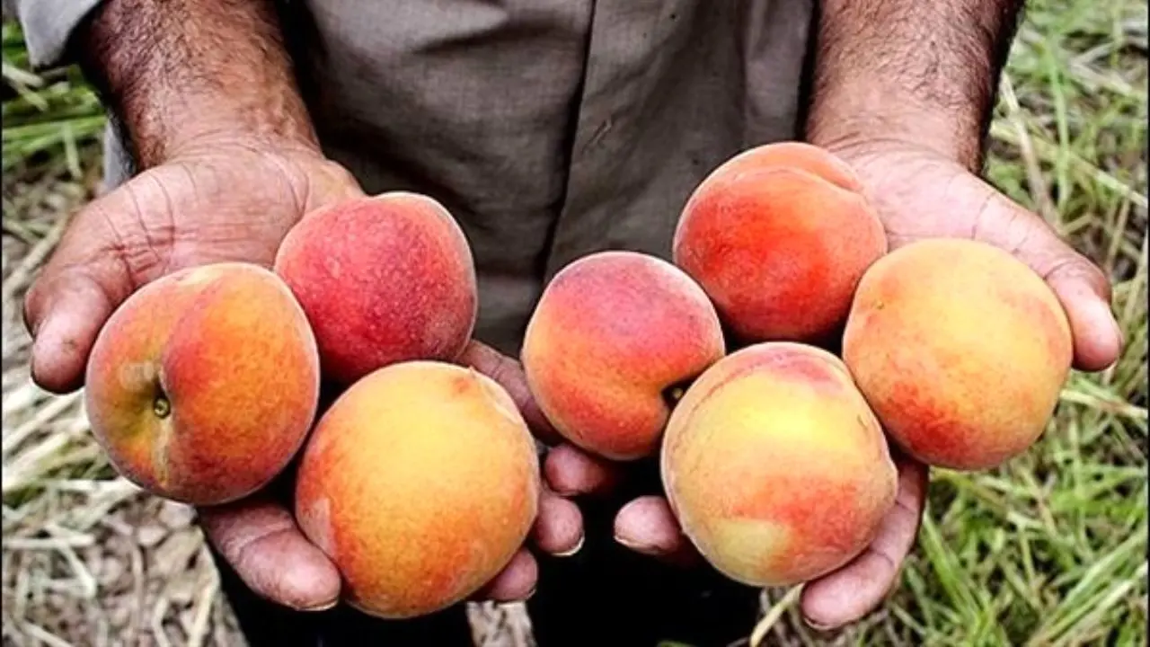 افزایش 4 برابری قیمت میوه از باغ تا مغازه/ دلالان سرسفره کشاورزان