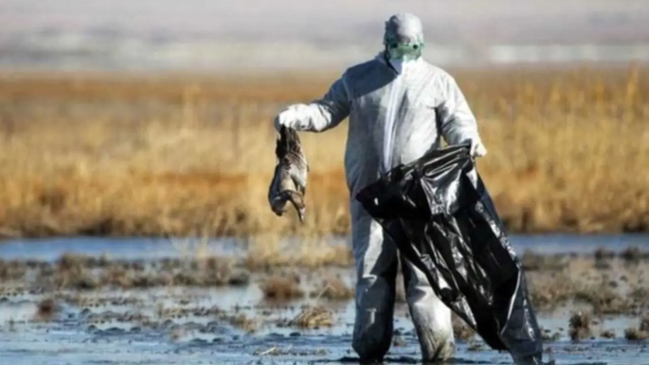 ایران رسما از بیماری آنفلوآنزای پرندگان پاک اعلام شد