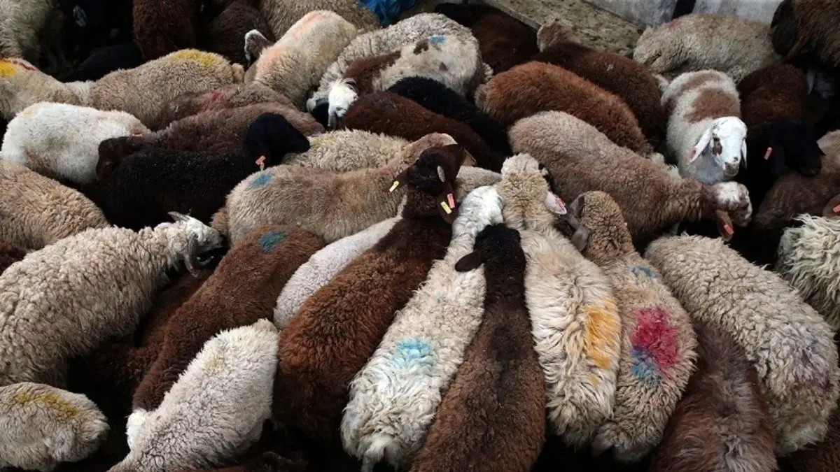 تکذیب صادرات گوسفند زنده به عراق توسط موتورسوار ناشناس