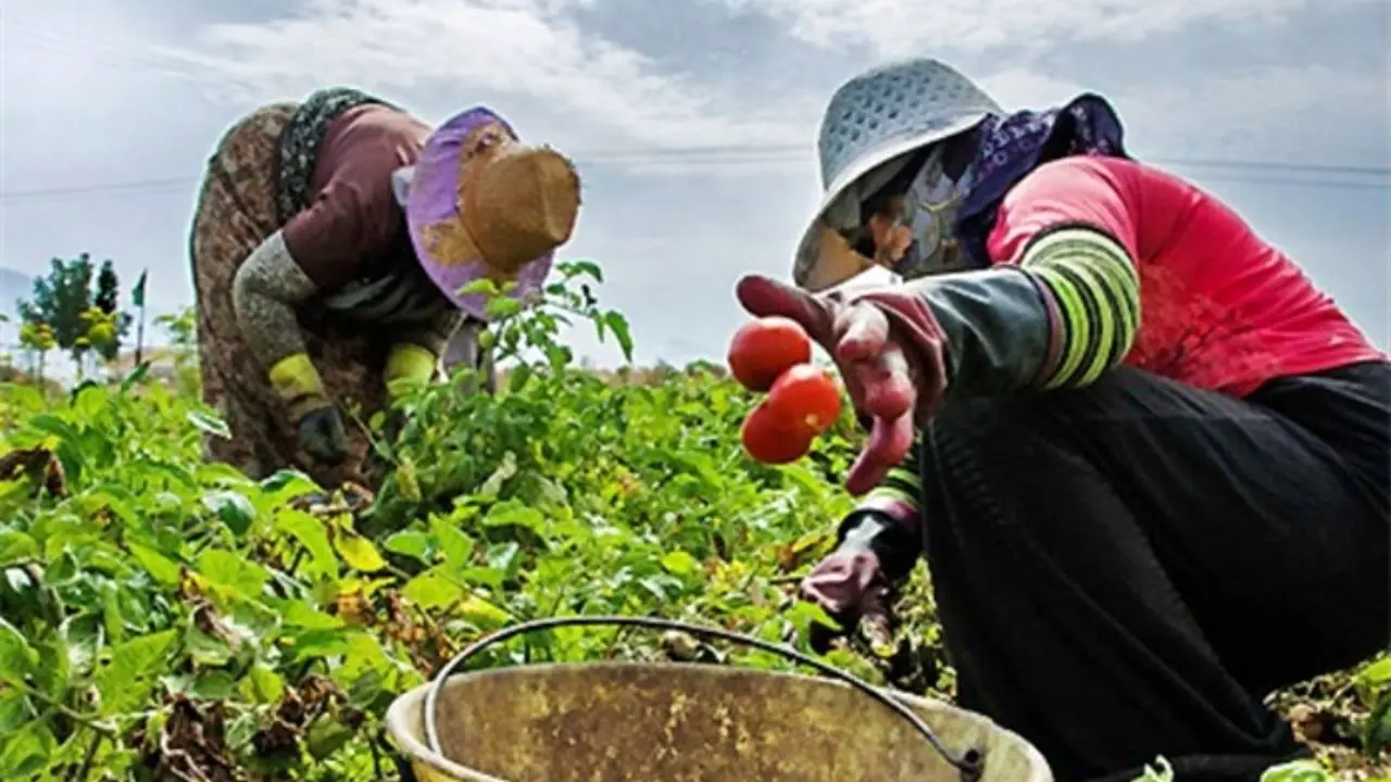 کارگران «میوه چین» کمترین مزد روزانه را دارند/ بالاترین مزد روزانه مربوط به استان گیلان است