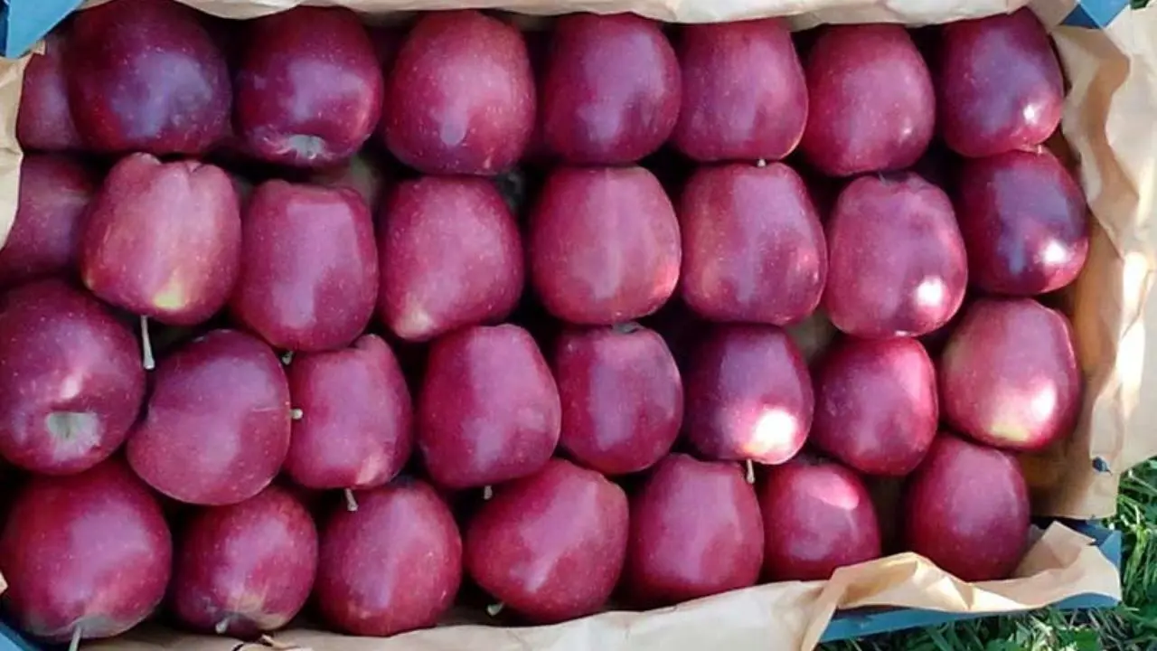 900 تن سیب تنظیم بازاری دولت در انبارها خراب شد
