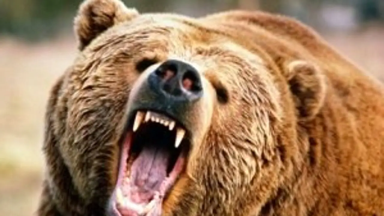 جزئیات حمله خرس گرسنه به مأموران محیط زیست یاسوج