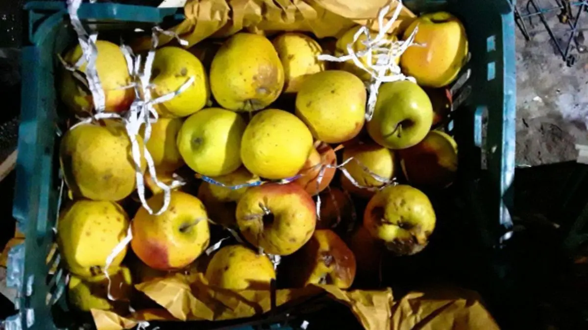 واکنش تولیدکنندگان به فساد میوه‌های تنظیم بازاری