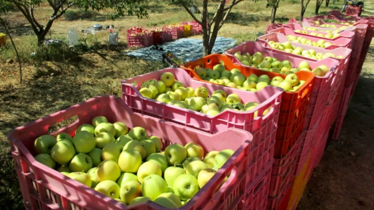 سیب‌های دماوند فاسد نشد؛ صادر شد