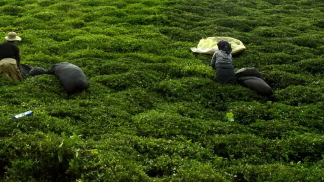دو هزار هکتار باغ چای احیا شد