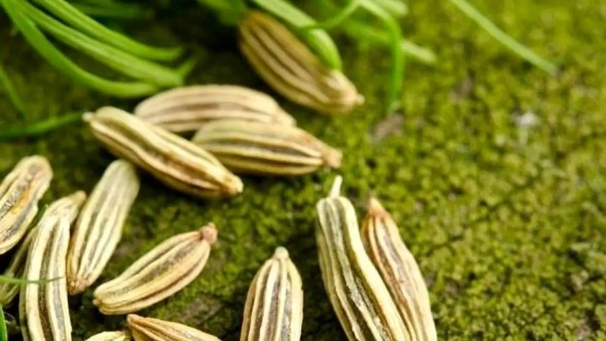 انعقاد 33 هزار قرارداد آتی زیره سبز تنها در 13 روز معاملات بورس کالا