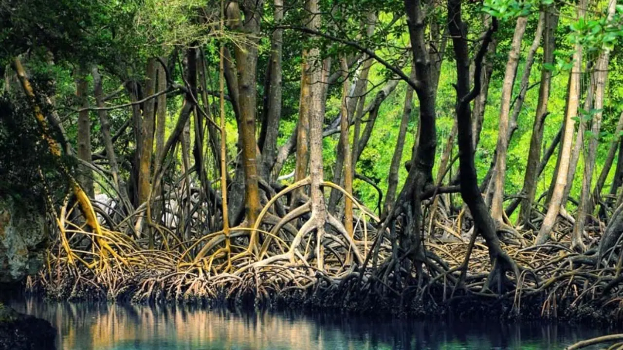 جنگل‌های حرا بر کاهش کربن آبی چه تاثیری دارند؟