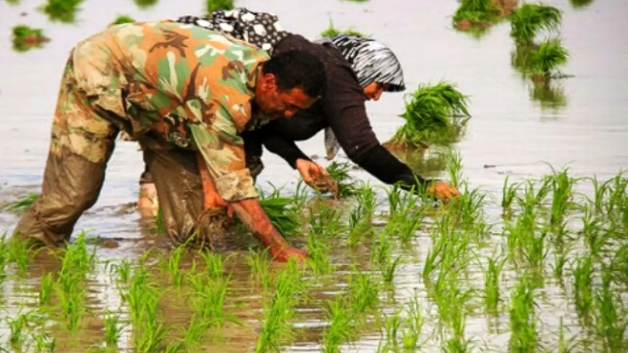 افزایش 4 برابری سطح کشت برنج در استان‌های جنوبی/ قیمت برنج به شدت پایین می‌آید