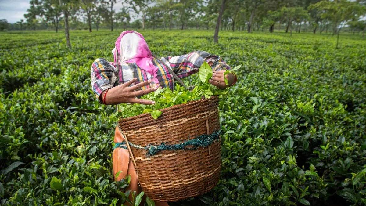 چای نامرغوب سریلانکا، سوغات رئیسی برای مردم ایران!