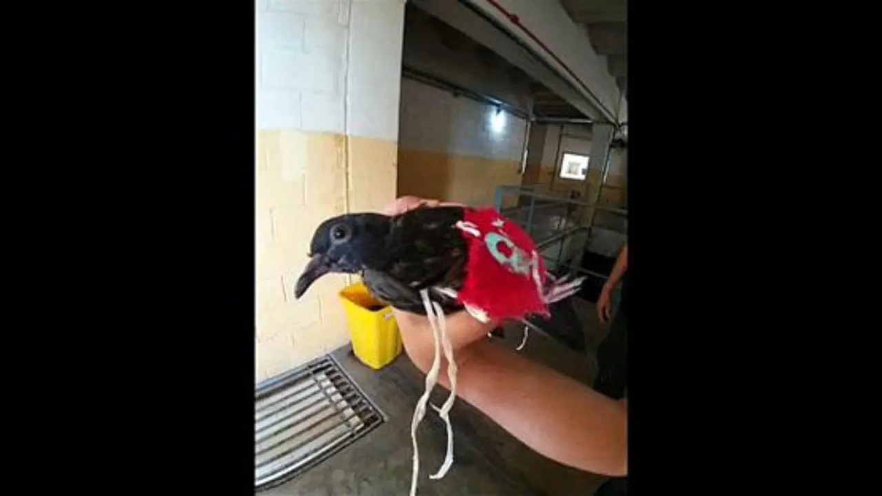کبوتر جانی در زندان برزیل دستگیر شد