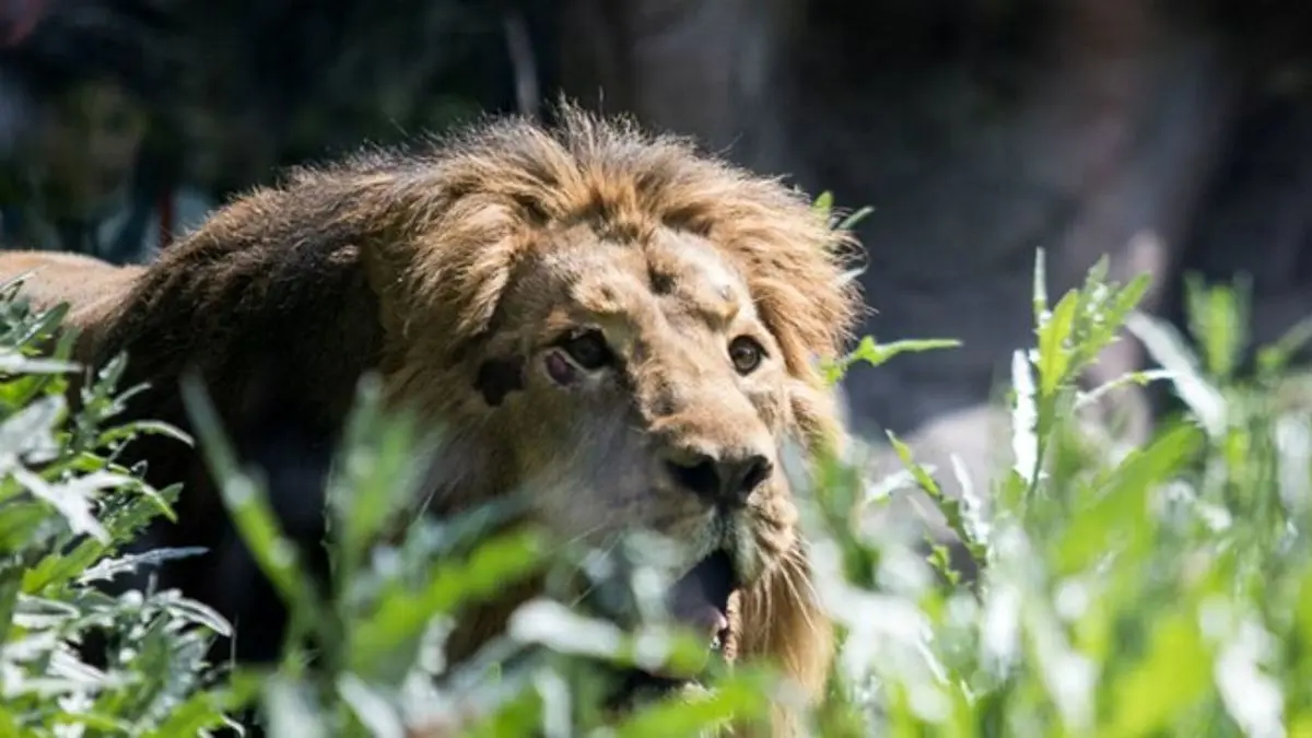 شیرهای ایرانی باغ وحش تهران به هم معذفی شدند