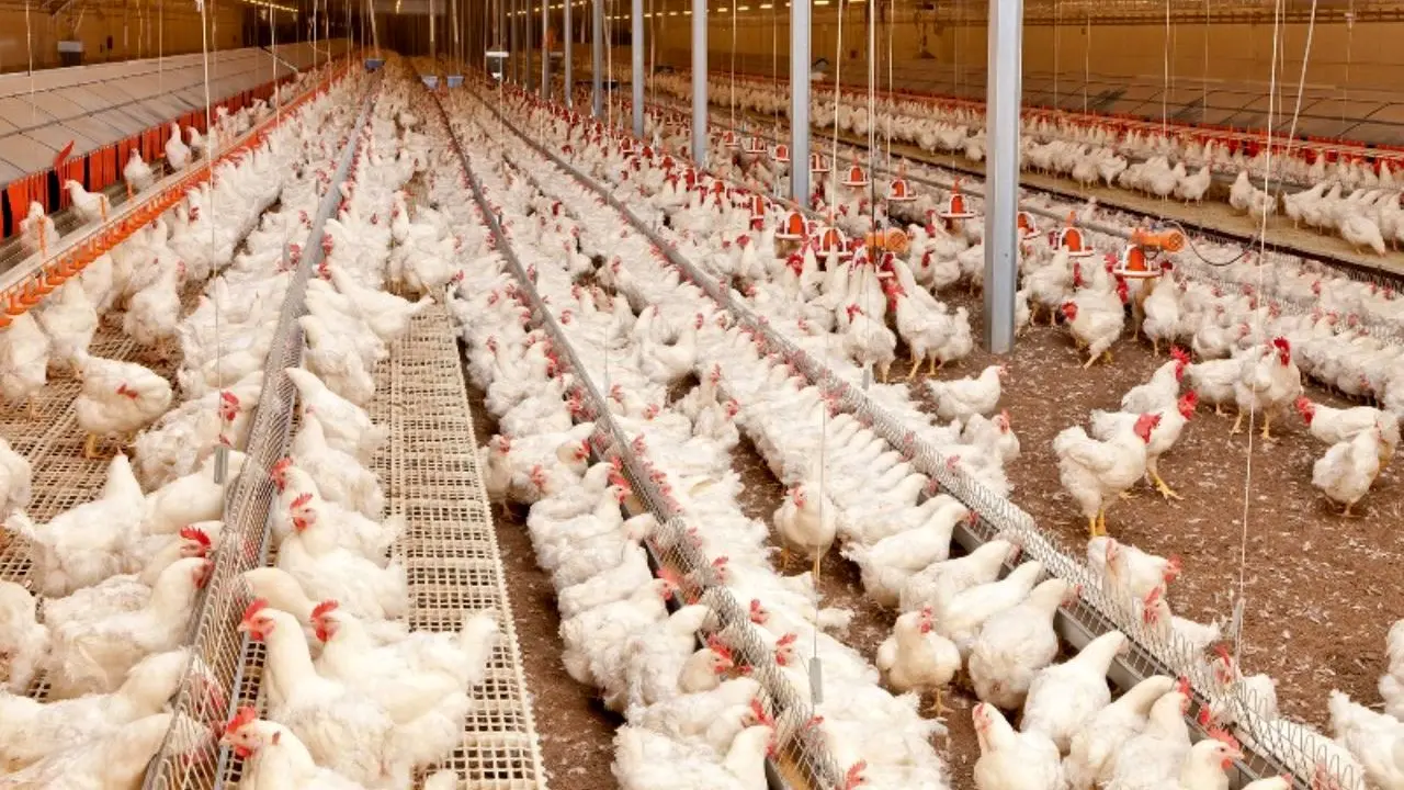 مرغداران مسئول گرانی مرغ هستند/ تأمین مرغ با قیمت مصوب از سوی شرکت پشتیبانی امور دام انجام می‌شود
