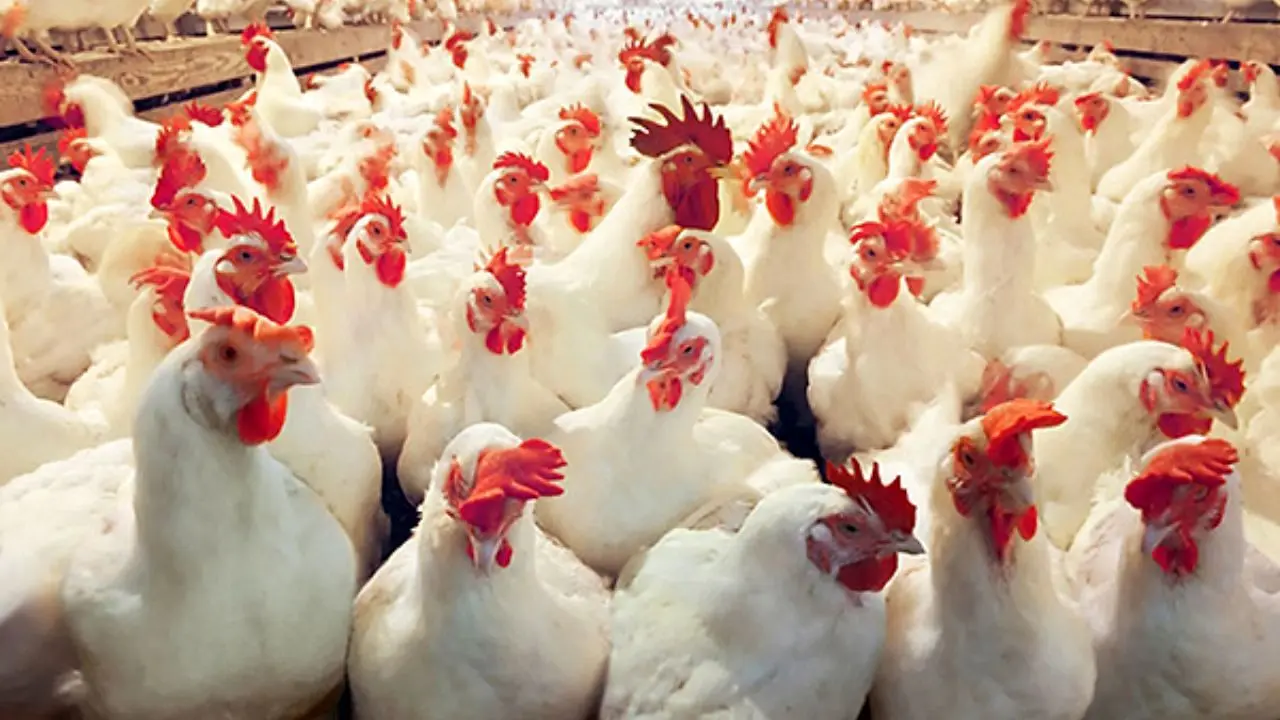 شاخص قیمت تولیدکننده محصولات مرغداری‌های صنعتی کاهش یافت