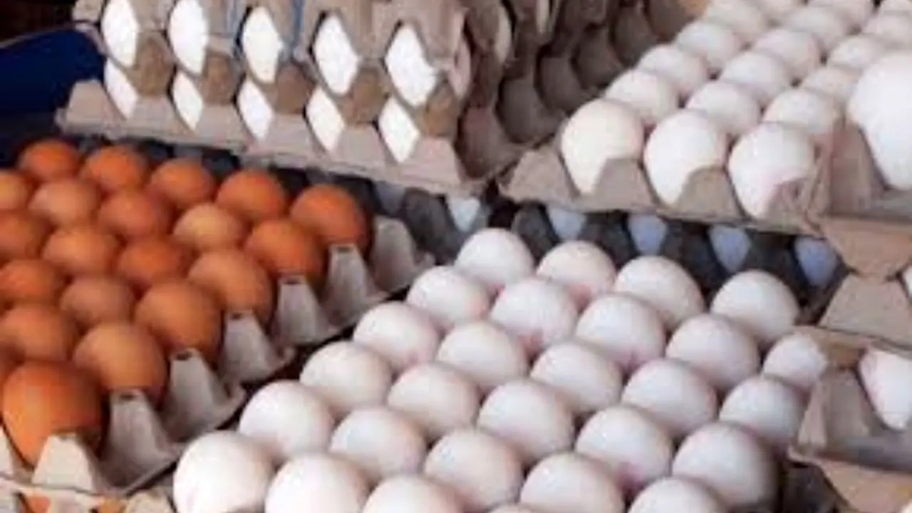 صادرات تخم مرغ به 10 هزارتن رسید