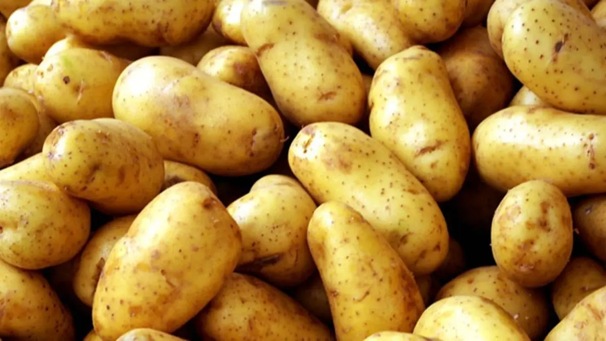 دستمزد کارگر میوه چین مرد 34,3 درصد افزایش داشت/ افزایش 527,9 درصدی قیمت سیب‌زمینی در یک سال اخیر