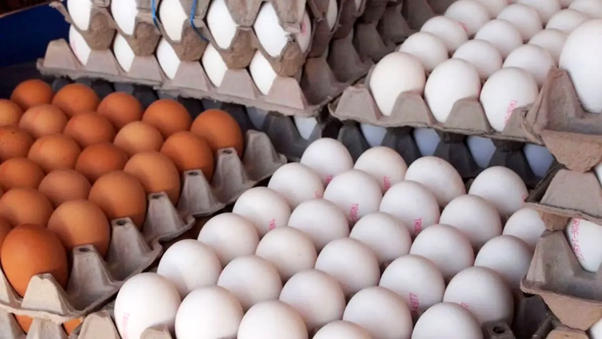 صادرات 11 هزار تن تخم‌مرغ در 2.5 ماه/ قیمت تخم مرغ همچنان زیر نرخ مصوب