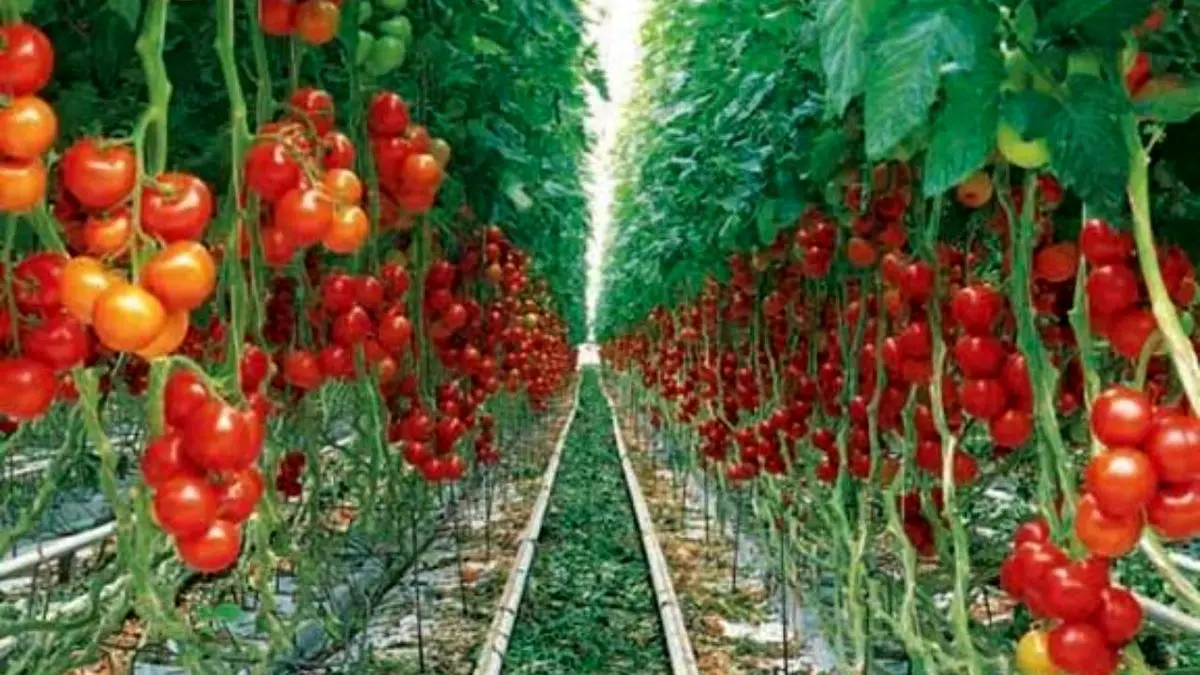 تورم تولیدکننده باغداری و دامداری 66 درصد افزایش یافت