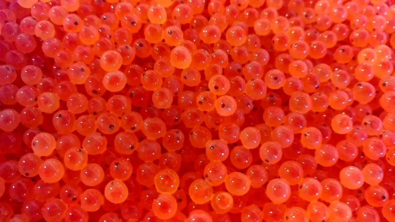 دعوای دو اتحادیه هم نام برسر واردات تخم چشم زده قزل آلا