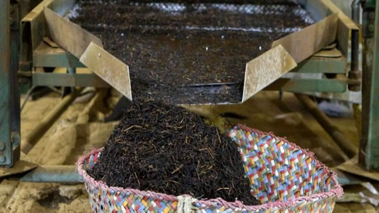 تولید 22 هزار تن چای خشک